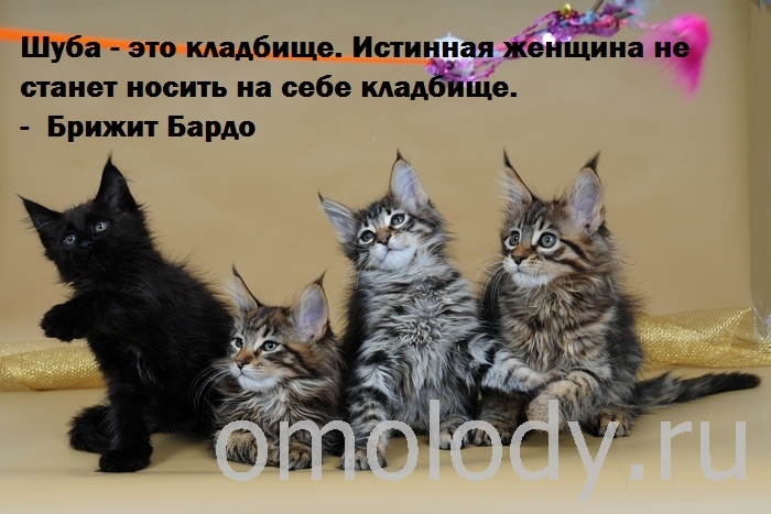 Цитаты о животных