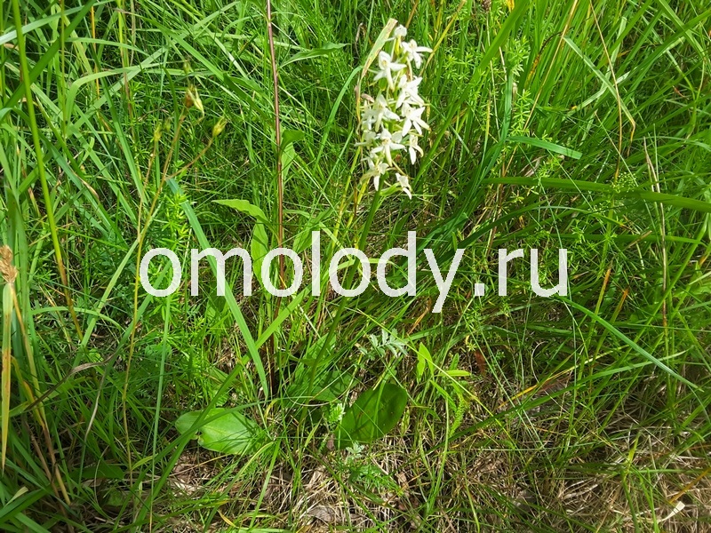 Любка двулистная, lesnaya orhideya, Platanthera bifolia